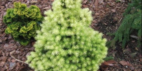 Opis daisy bijele smreke