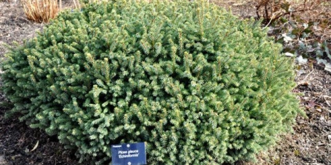 Opis smreke echiniformis