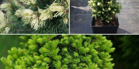 Opis smreke kanadske duge