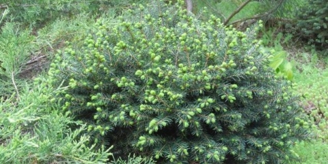 Opis srpske karelijske omorike