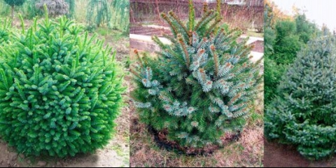 Opis smrče srpske nane