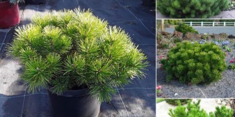 Opis planinskog bora pumilio