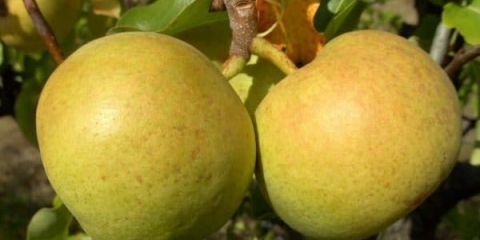 Opis bergamot kruške