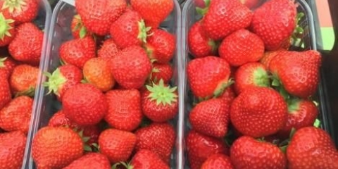 Opis, karakteristike i fotografije jagoda sonsation (sensation)