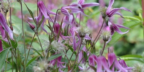 Opis i fotografija grmolikog klematisa