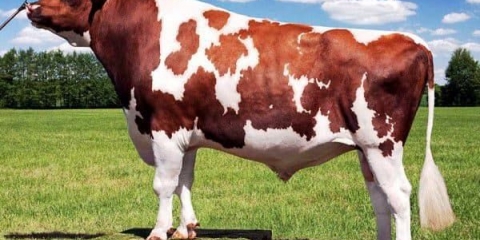 Opis i karakteristike ayrshire pasmine krava