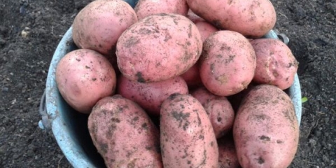 Opis i karakteristike sorte crvenog grimiznog krompira
