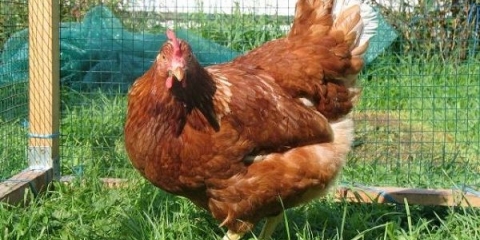 Opis i karakteristike uzgojenog hibrida redbro pilića