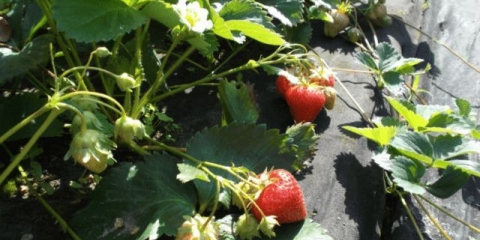 Opis i karakteristike remontantnih jagoda malga (malga)