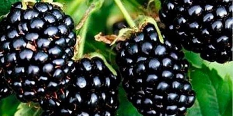 Opis i karakteristike sorte kupine natchez