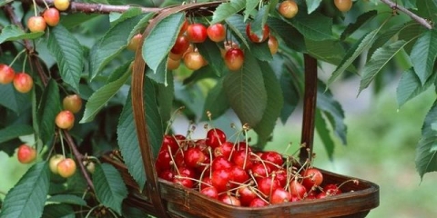 Opis i oprašivači sorte trešnje fatezh