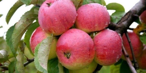 Opis i karakteristike jabuke borovinke