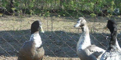 Opis i suptilnosti uzgoja pataka plava omiljena