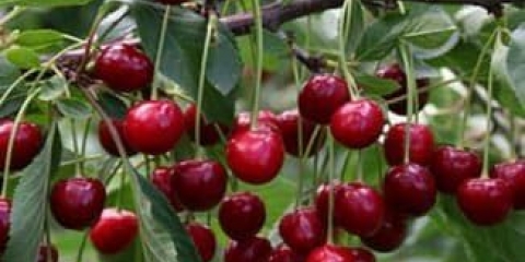 Opis i uzgoj sorte trešnje turgenjev