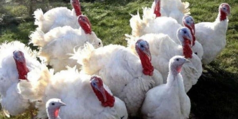 Opis velikih 6 ćurki