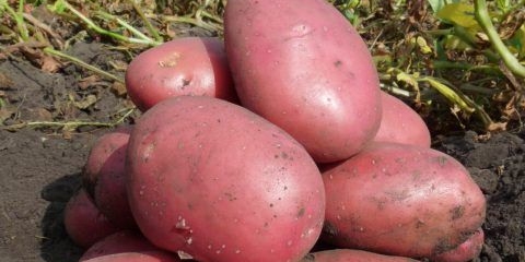 Opis krompira baltic rose