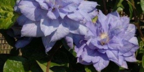 Opis klematisa mazuri