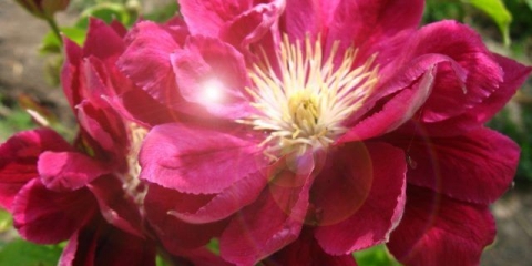 Opis klematisa crvene zvijezde