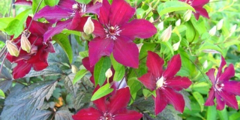 Opis klematis stasik