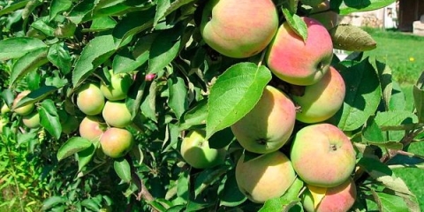 Opis kolonaste sorte jabuke president