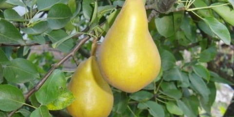 Opis stubastog dekora kruške