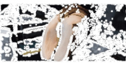 Opis krasnogorbatovske pasmine krava