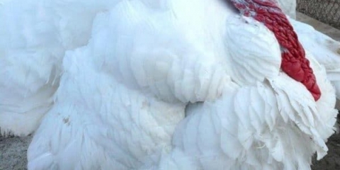 Opis purana za kros victoria