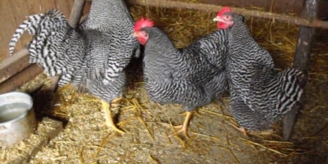 Opis majstorskih sivih pilića