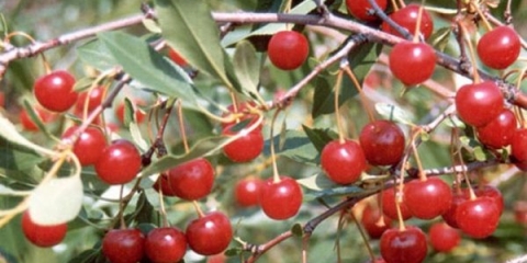 Opis grmovitih stepskih sorti trešanja