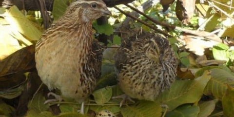 Opis faraona rase prepelica