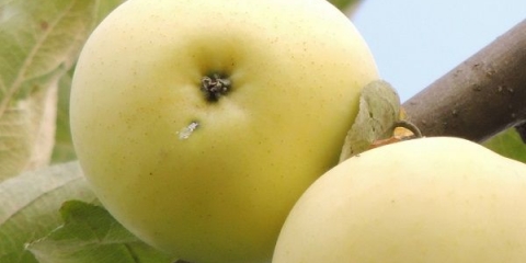 Opis detaljan opis sorte jabuka bijeli fil