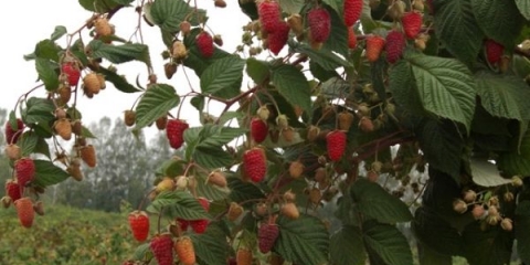 Opis popularnih sorti standardnih malina