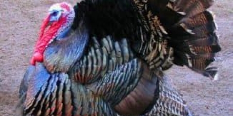 Opis pasmine purana bronza-708