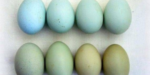 Opis pasmine pilića ameraucana, karakteristike + fotografija