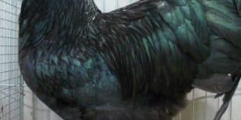 Opis australorp pasmine kokoši