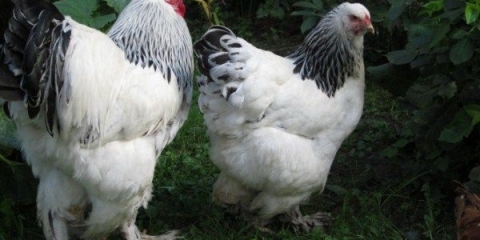 Opis brahma pasmine kokoši