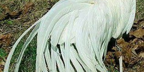 Opis rase pilića phoenix