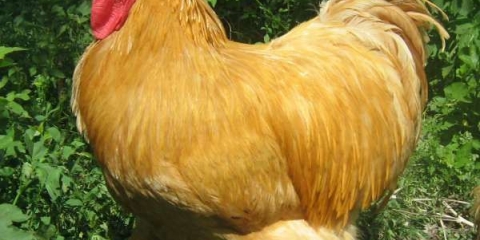 Opis pasmine pilića cochin