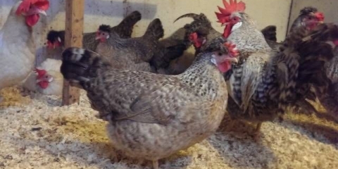 Opis pasmine pilića legbar, karakteristike + fotografija