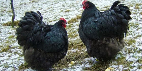 Opis orpington pasmine pilića