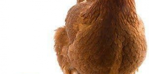 Opis pasmine pilića redbro