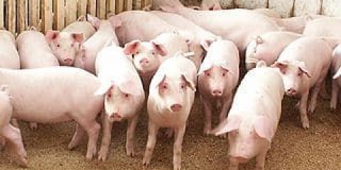 Opis pasmine svinja landrace