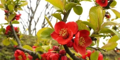 Opis, sadnja i njega veličanstvene dunje nikolin (nikolin)