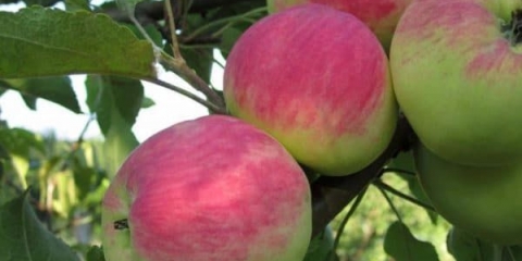 Opis sadnje i njege jabuke