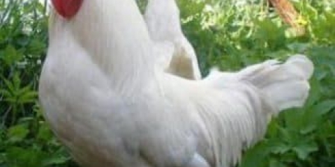 Opis ruske bijele pasmine pilića