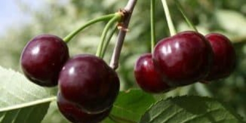 Opis samooplodne sorte mlade trešnje