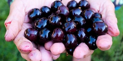 Opis sorte slatke trešnje leningradskaya crna i druge