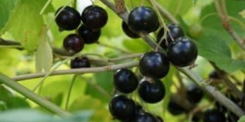 Opis sorte golubice crne ribizle