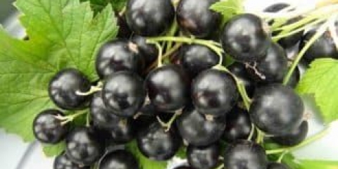 Opis sorte crne ribizle gulliver