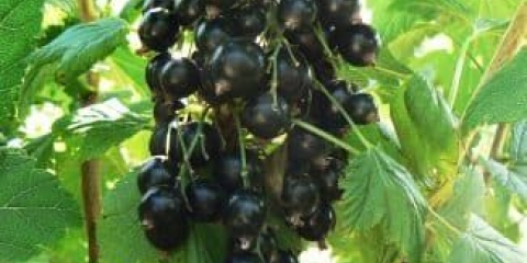 Opis egzotične sorte crne ribizle